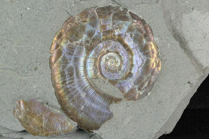 Iridescent Ammonite (Psiloceras) - England #130443